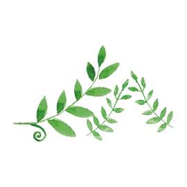 叶子图片_植物素材_草本植物下载