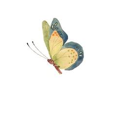 蝴蝶图片_节肢动物素材_昆虫下载