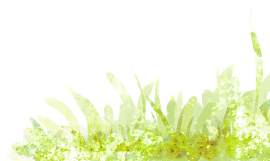 植物图片_花素材_绿色下载