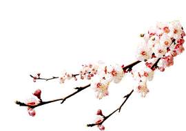 杏花图片_花素材_花朵下载