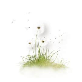 植物图片_花素材_蒲公英下载