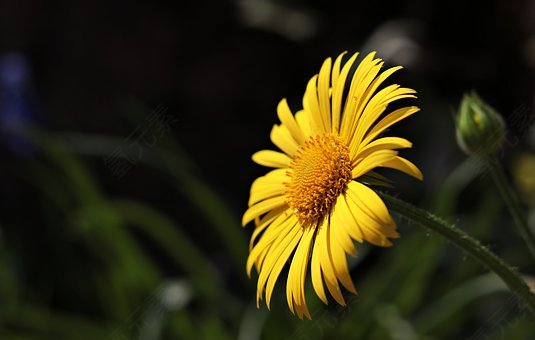玛格丽特,花,argyranthemum 添加紫苏,厂,开花,盛开,植