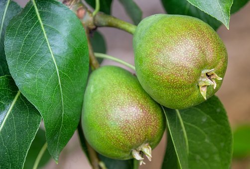 梨,水果,果树,食品,吃,健康,叶子,绿色,新鲜,成长,经济增长,性质