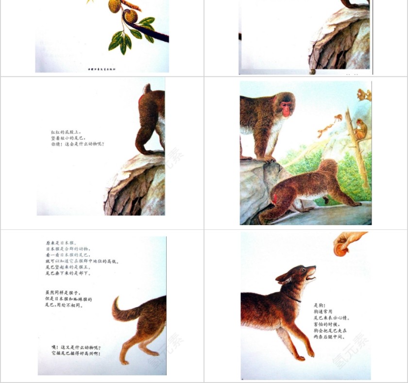 奇妙的尾巴幼儿绘本教育课件第2张