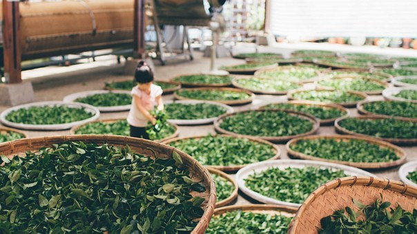 茶,工作,收获,生产,茶叶,免費的照片,免费图片