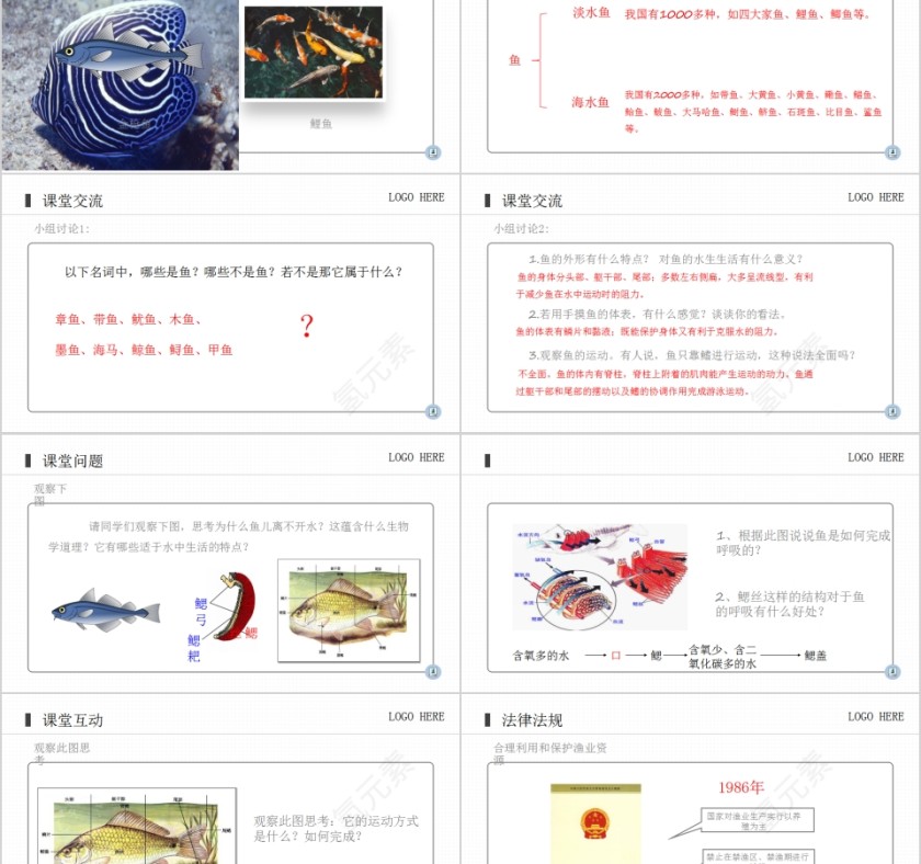 《鱼》人教版八年级生物上册PPT课件第2张