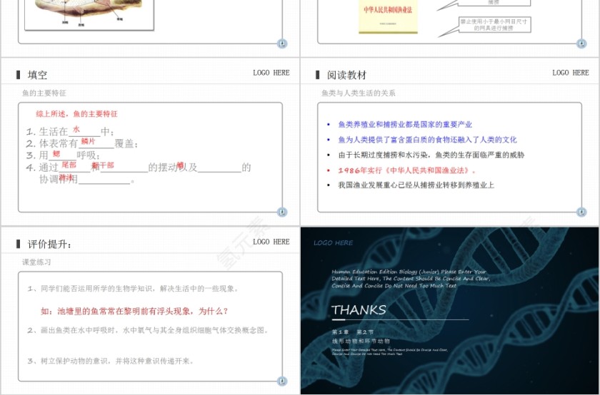《鱼》人教版八年级生物上册PPT课件第3张