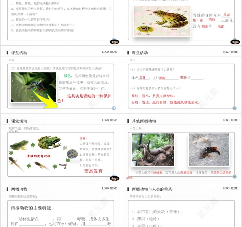 《两栖动物和爬行动物》人教版八年级生物上册PPT课件第2张