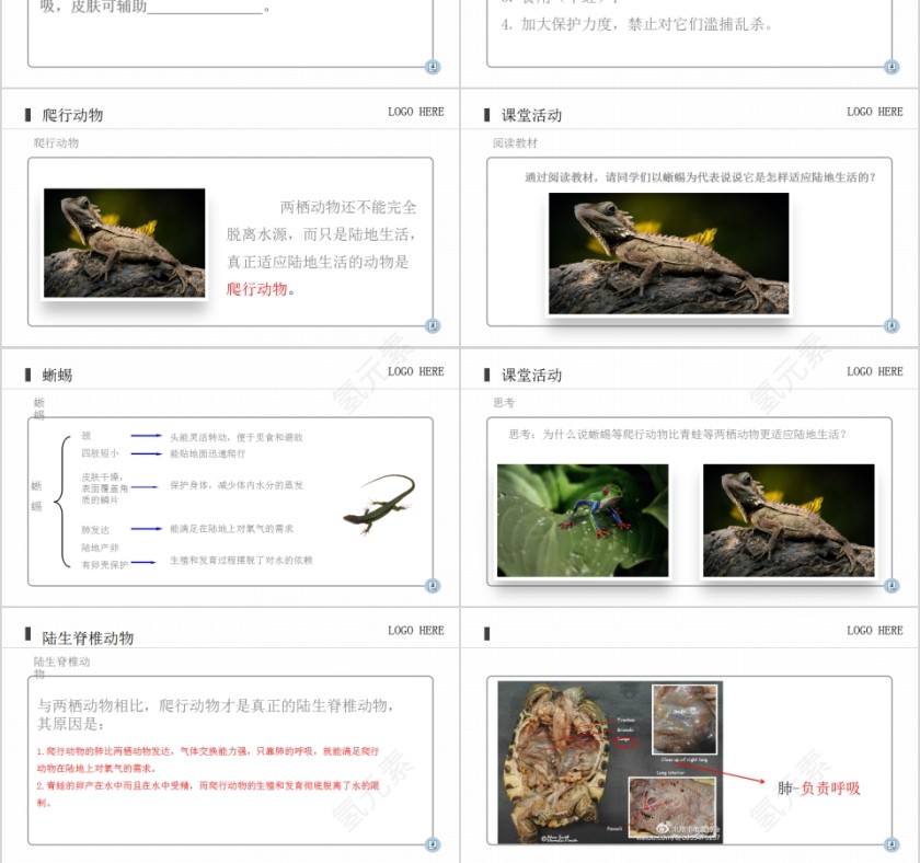 《两栖动物和爬行动物》人教版八年级生物上册PPT课件第3张