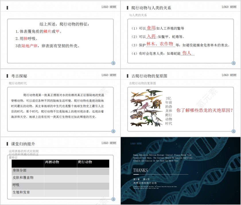 《两栖动物和爬行动物》人教版八年级生物上册PPT课件第4张