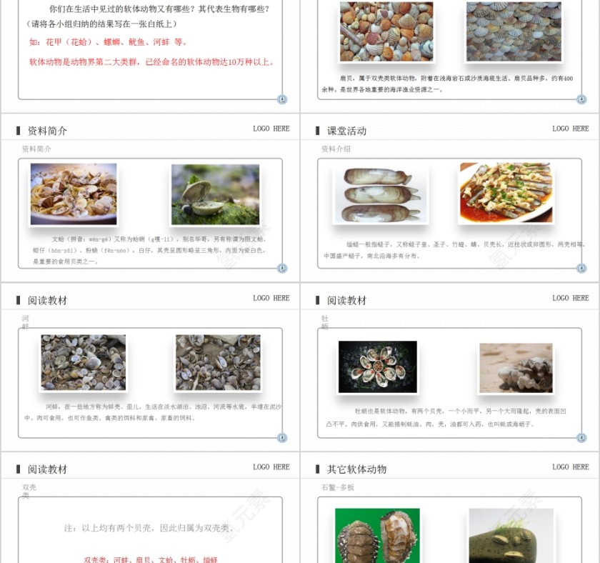 《软体动物和节肢动物》人教版八年级生物上册PPT课件第2张