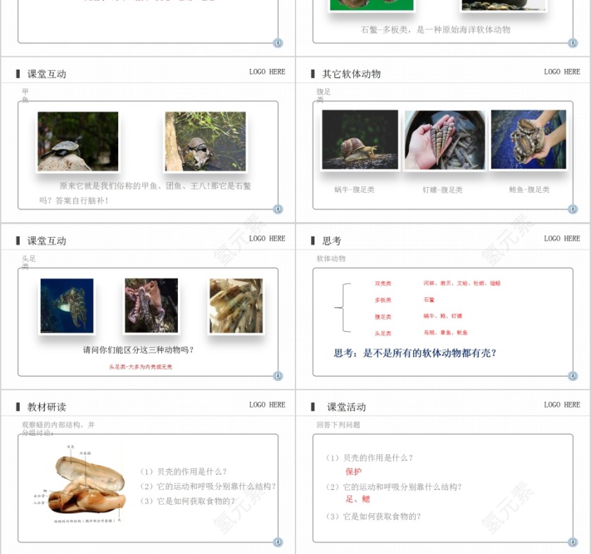 《软体动物和节肢动物》人教版八年级生物上册PPT课件第3张