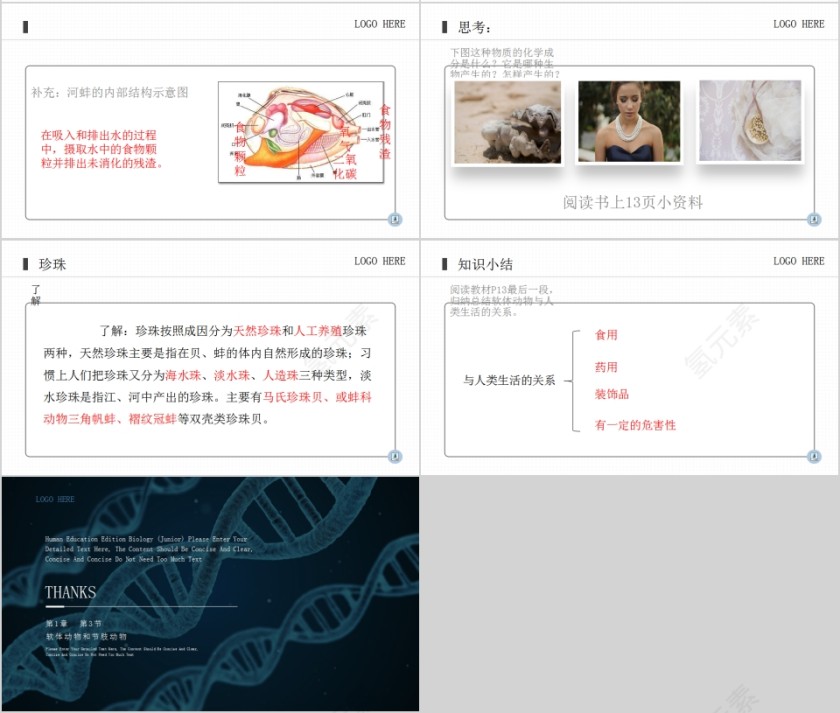 《软体动物和节肢动物》人教版八年级生物上册PPT课件第4张