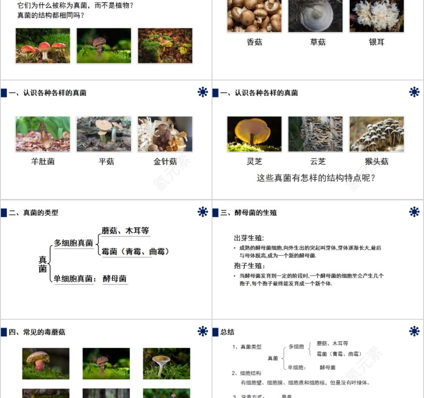 《真菌》人教版八年级生物上册PPT课件第2张