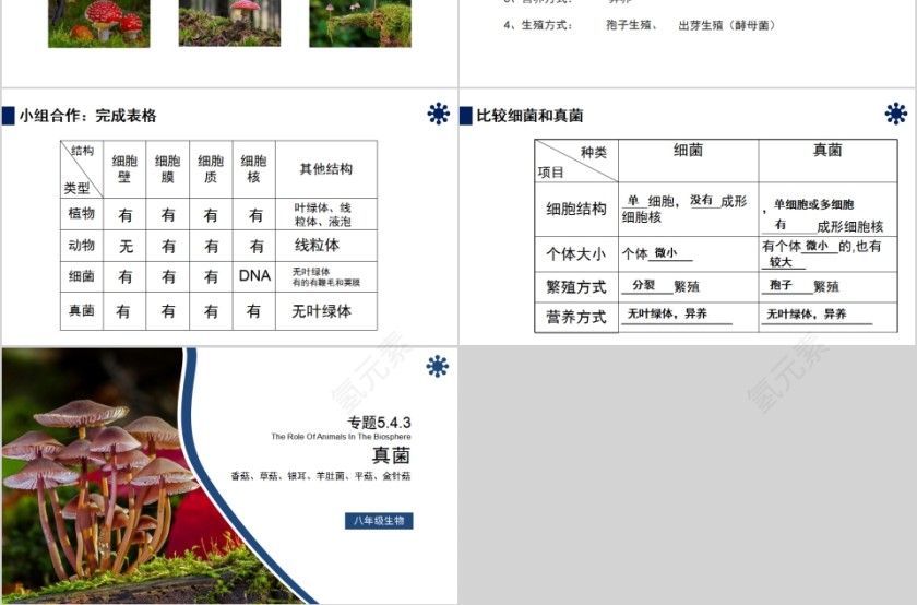 《真菌》人教版八年级生物上册PPT课件第3张