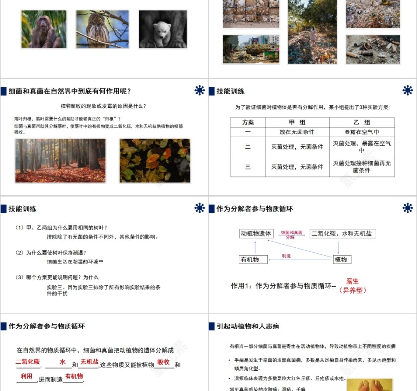 《细菌和真菌在自然界中的作用》人教版八年级生物上册PPT课件第2张