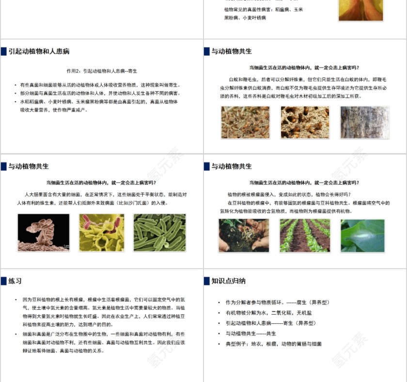 《细菌和真菌在自然界中的作用》人教版八年级生物上册PPT课件第3张