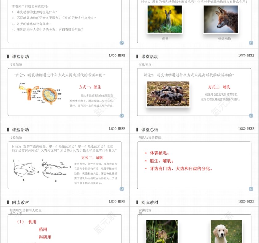 《哺乳动物》人教版八年级生物上册PPT课件第2张