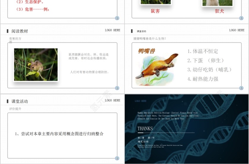 《哺乳动物》人教版八年级生物上册PPT课件第3张
