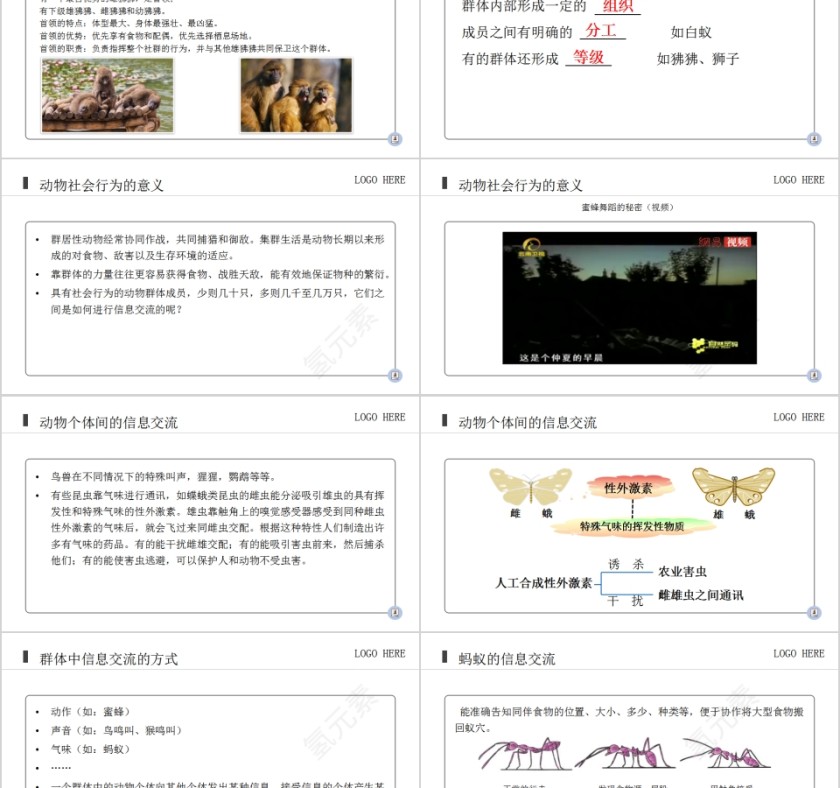 《社会行为》人教版初中生物上册PPT课件第2张