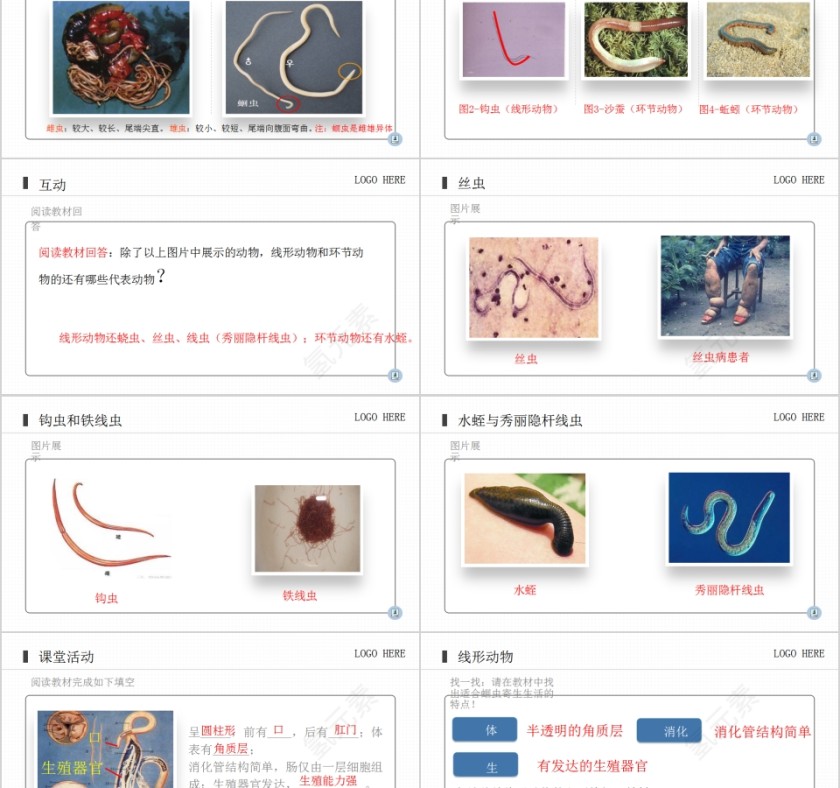 《线形动物和环节动物》人教版八年级生物上册PPT课件第2张