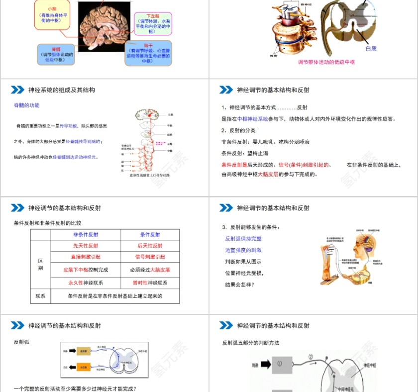 《通过神经系统的调节》人教版高中生物上册PPT课件第2张