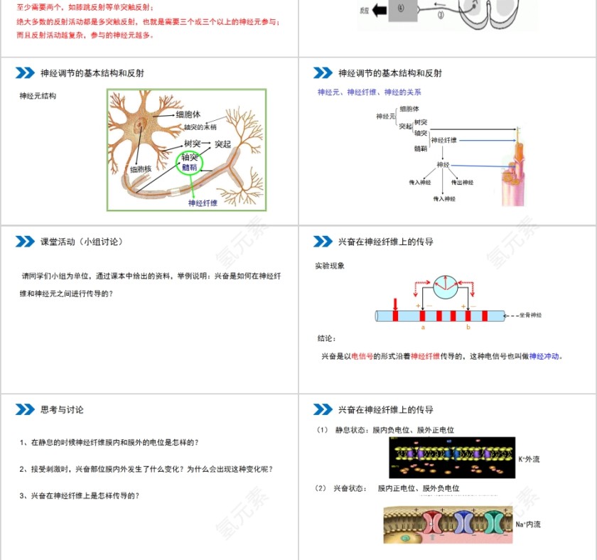《通过神经系统的调节》人教版高中生物上册PPT课件第3张