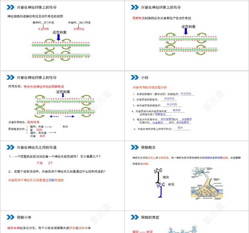 《通过神经系统的调节》人教版高中生物上册PPT课件第4张