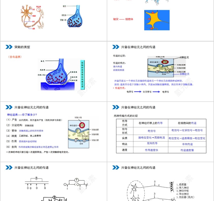《通过神经系统的调节》人教版高中生物上册PPT课件第5张