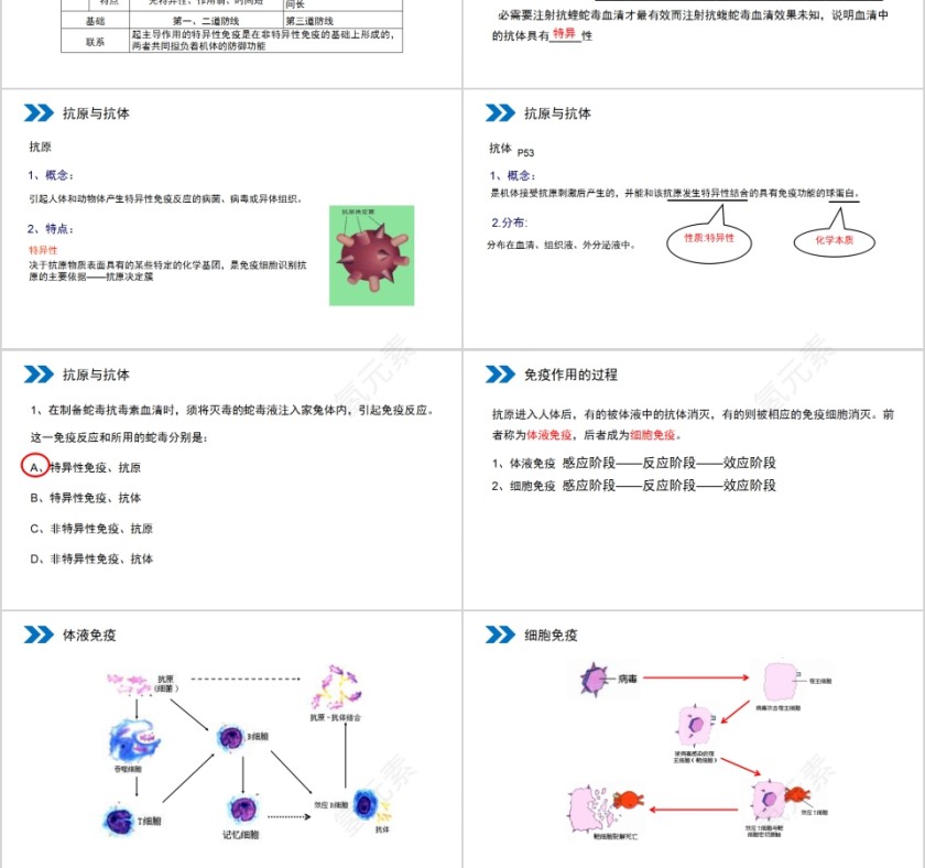 《免疫调节》人教版高中生物上册PPT课件第3张
