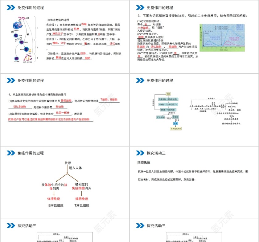 《免疫调节》人教版高中生物上册PPT课件第4张