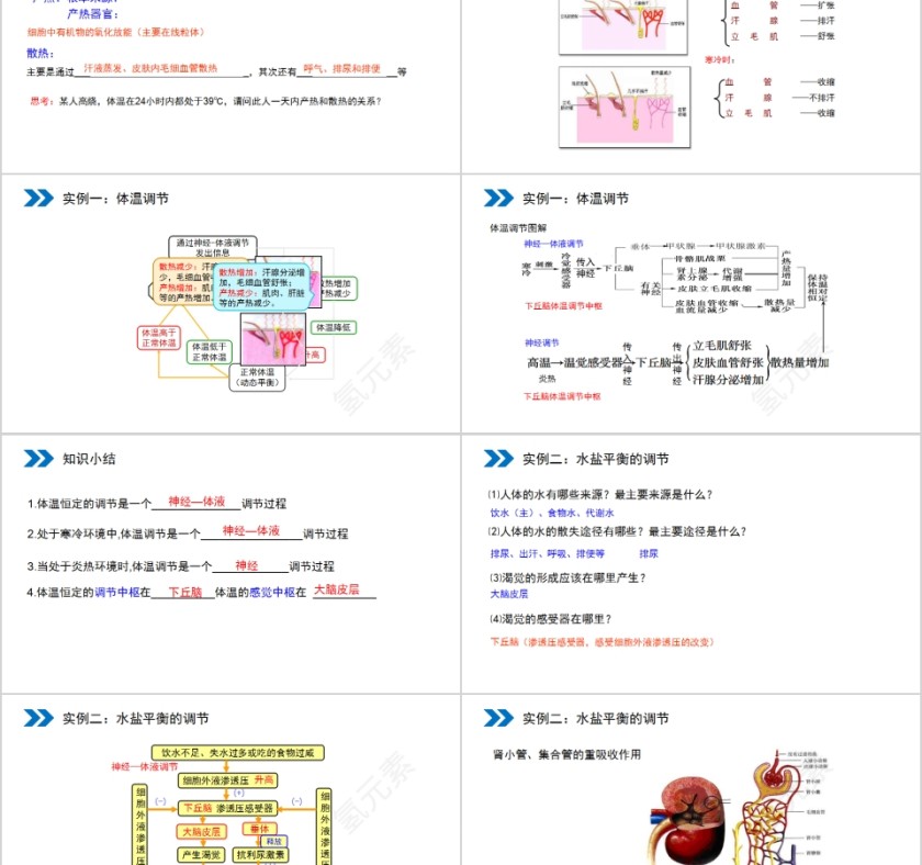 《神经调节与体液调节的关系》人教版高中生物上册PPT课件第2张