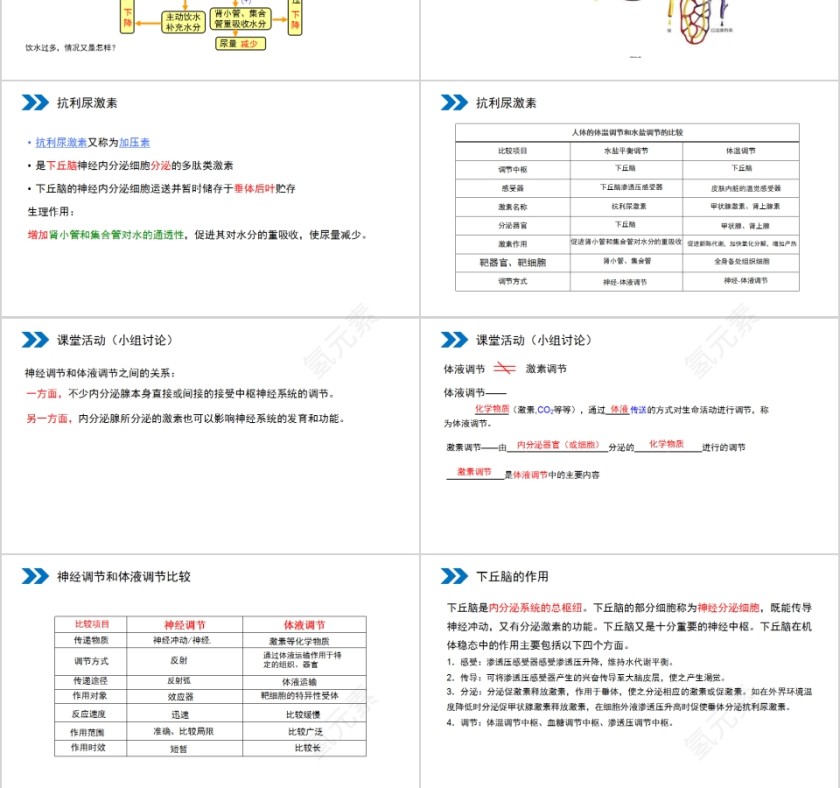 《神经调节与体液调节的关系》人教版高中生物上册PPT课件第3张
