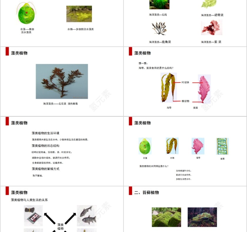 《藻类苔藓和蕨类植物》人教版七年级生物PPT课件第2张