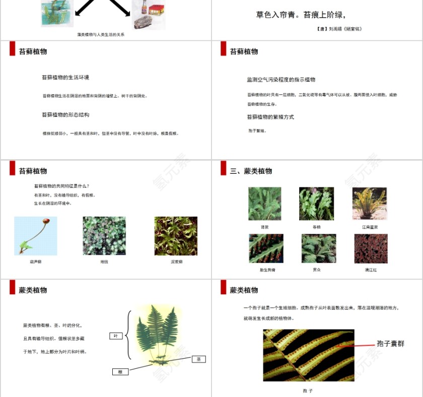 《藻类苔藓和蕨类植物》人教版七年级生物PPT课件第3张