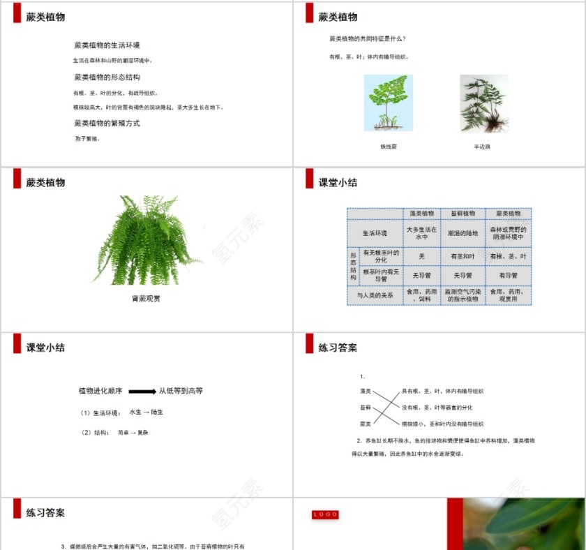 《藻类苔藓和蕨类植物》人教版七年级生物PPT课件第4张