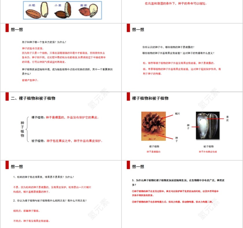 《种子植物 》人教版七年级生物PPT课件第3张