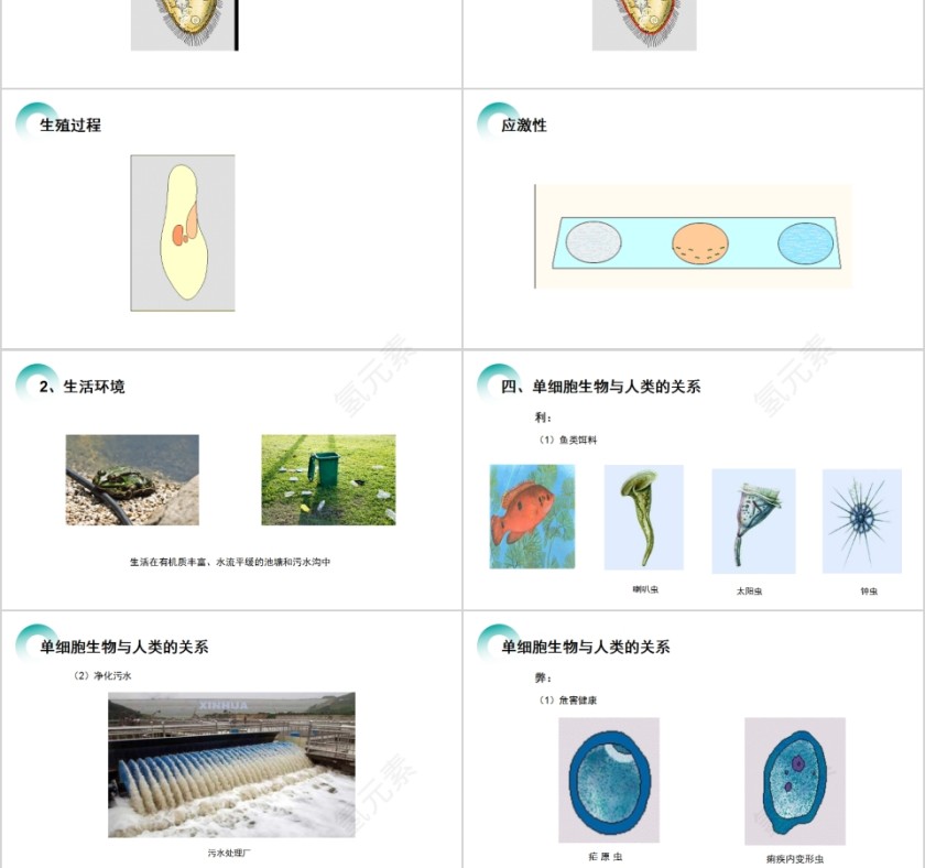 《单细胞生物 》人教版七年级生物PPT课件第3张
