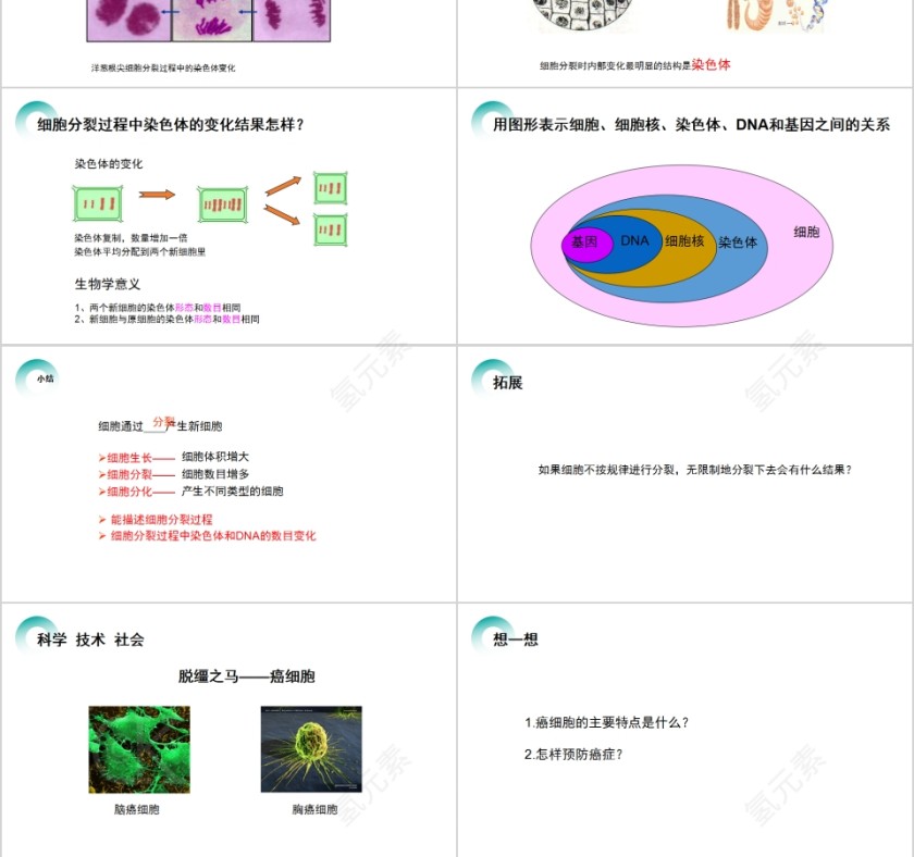 《细胞通过分裂产生新细胞》人教版七年级生物PPT课件第3张