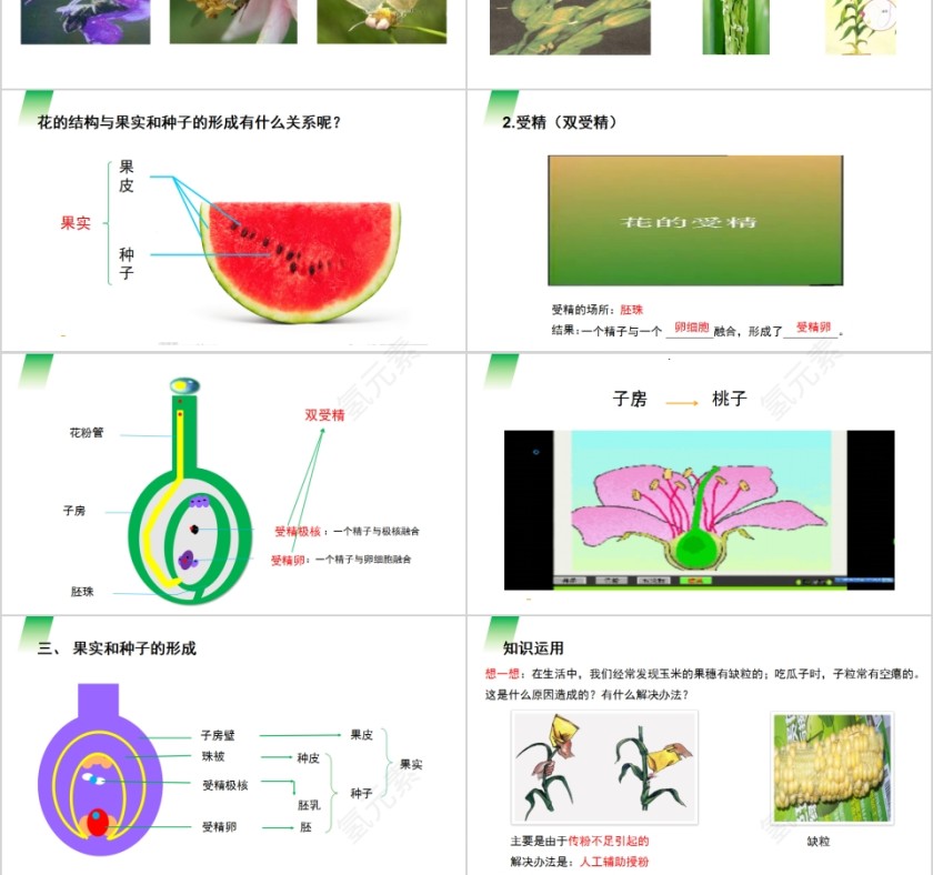 《开花和结果》人教版七年级生物PPT课件第3张
