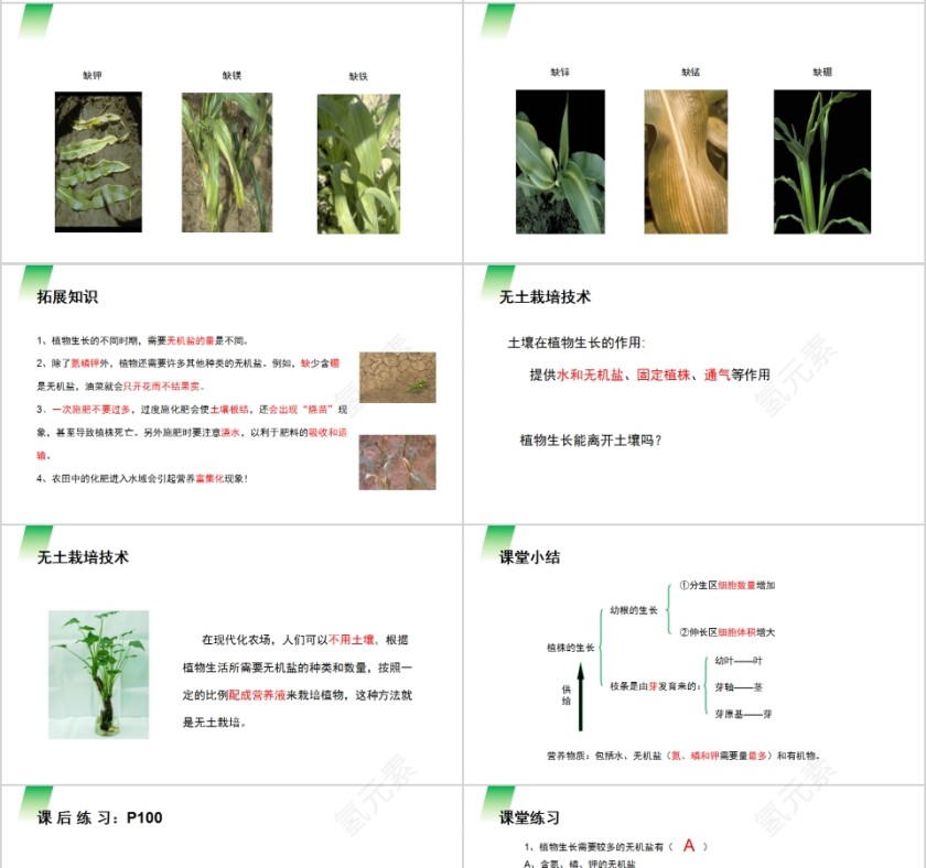 《植株的生长》人教版七年级生物PPT课件第4张