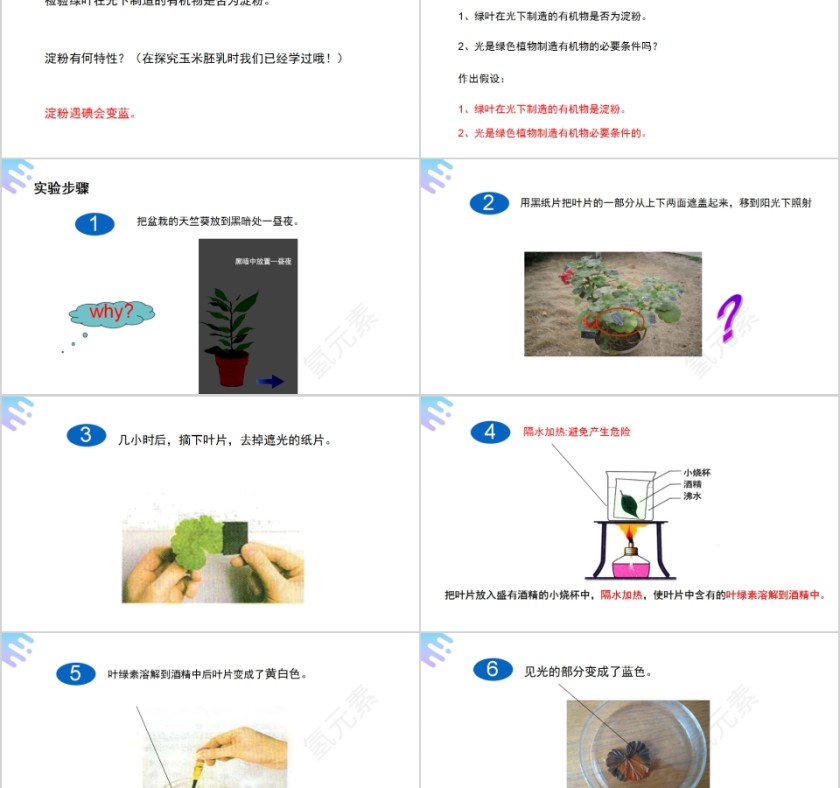 《绿色植物是生物圈中有机物的制造者》人教版七年级生物PPT课件第2张