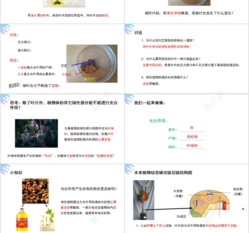 《绿色植物是生物圈中有机物的制造者》人教版七年级生物PPT课件第3张
