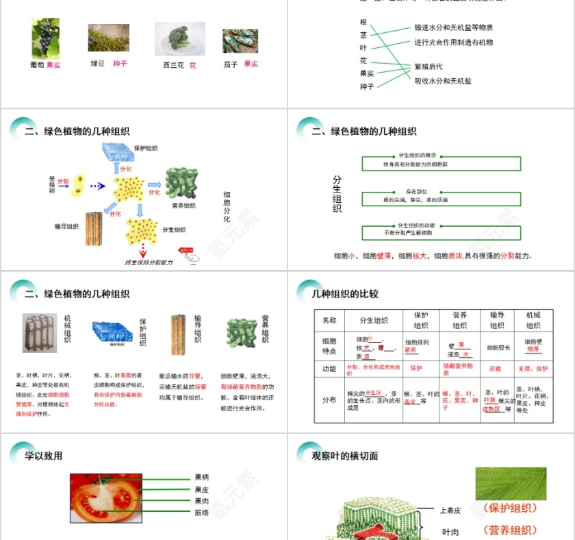 《植物体的结构层次 》人教版七年级生物PPT课件第2张
