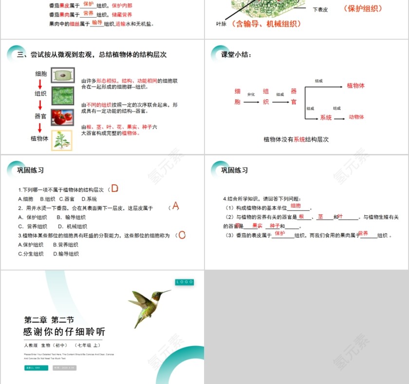 《植物体的结构层次 》人教版七年级生物PPT课件第3张