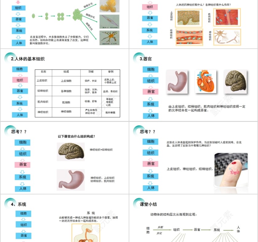 《动物体的结构层次》人教版七年级生物PPT课件第2张