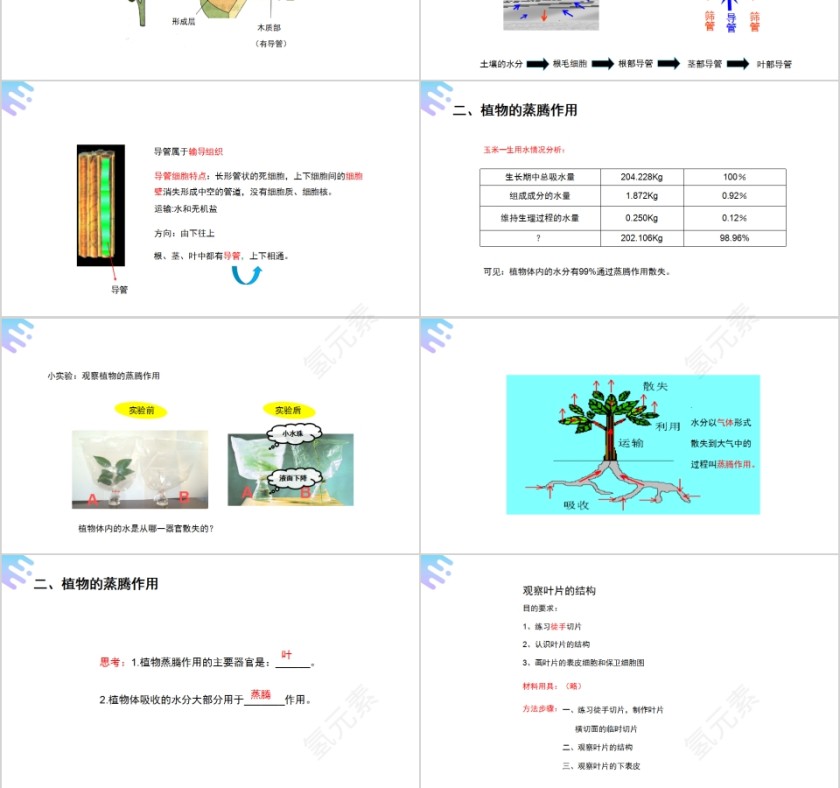 《绿色植物与生物圈的水循环》人教版七年级生物PPT课件第3张