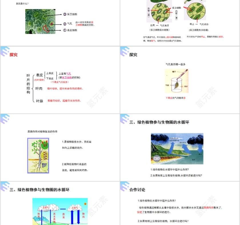 《绿色植物与生物圈的水循环》人教版七年级生物PPT课件第5张