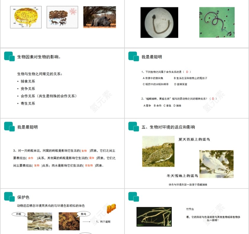 《生物与环境的关系》人教版七年级生物PPT课件第5张