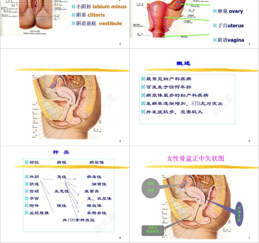 简约清新妇科炎症知识PPT模板第2张